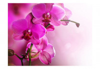 Logo Nagelstudio Orchidee - Koppigen