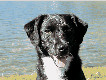 Logo Tierische Kurse - Kurse für Hunde Jeannette Schuler Ponte - Einsiedeln (Schwyz)