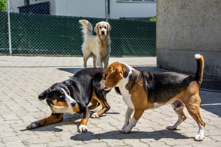 header Hundeschule Zürioberland